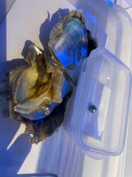 新江ノ島水族館に投稿された画像（2022/7/24）