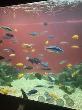 カワスイ 川崎⽔族館に投稿された画像（2022/7/24）