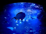 京都水族館に投稿された画像（2022/7/24）