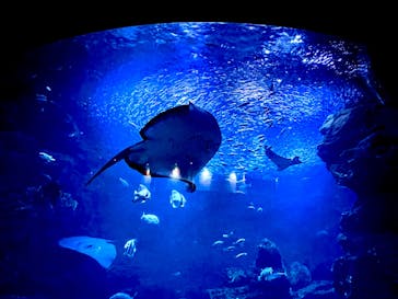 京都水族館に投稿された画像（2022/7/24）