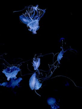 京都水族館に投稿された画像（2022/7/24）