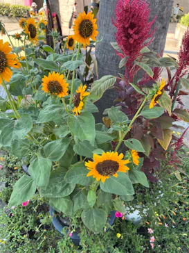 ひらかたパークに投稿された画像（2022/7/24）