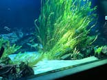 サンシャイン水族館に投稿された画像（2022/7/24）