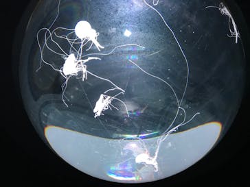 サンシャイン水族館に投稿された画像（2022/7/24）