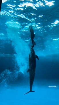 アクアワールド茨城県大洗水族館に投稿された画像（2022/7/24）