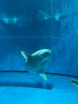 アクアワールド茨城県大洗水族館に投稿された画像（2022/7/24）