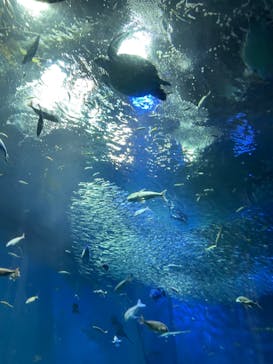 アクアワールド茨城県大洗水族館に投稿された画像（2022/7/24）