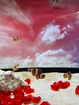 アクアワールド茨城県大洗水族館に投稿された画像（2022/7/24）