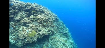 DIVING-SHOP SUNSに投稿された画像（2022/7/24）