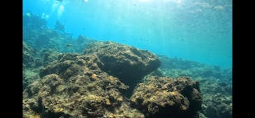 DIVING-SHOP SUNSに投稿された画像（2022/7/24）