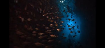 DIVING-SHOP SUNSに投稿された画像（2022/7/24）