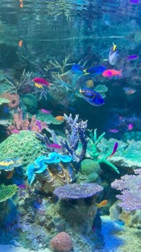 サンシャイン水族館に投稿された画像（2022/7/24）