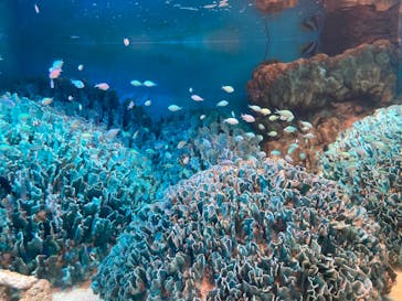 サンシャイン水族館に投稿された画像（2022/7/24）