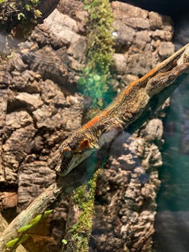 ぶっとんでるいきもの展2に投稿された画像（2022/7/24）