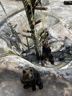 のぼりべつクマ牧場に投稿された画像（2022/7/24）