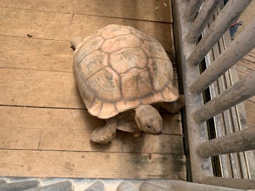 熱川バナナワニ園に投稿された画像（2022/7/24）