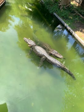 熱川バナナワニ園に投稿された画像（2022/7/24）