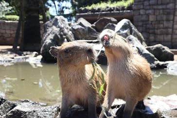 伊豆シャボテン動物公園に投稿された画像（2022/7/25）