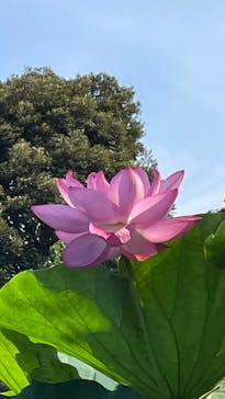 三溪園に投稿された画像（2022/7/25）