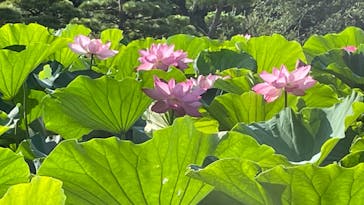 三溪園に投稿された画像（2022/7/25）