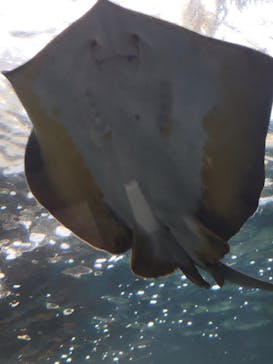 新江ノ島水族館に投稿された画像（2022/7/25）