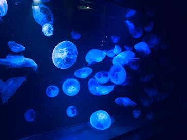 九十九島水族館海きららに投稿された画像（2022/7/25）