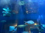 しながわ水族館に投稿された画像（2022/7/25）