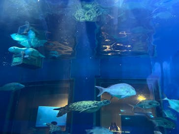 しながわ水族館に投稿された画像（2022/7/25）