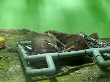 しながわ水族館に投稿された画像（2022/7/25）