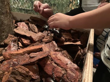 体感するファーブル昆虫展 NAGOYAに投稿された画像（2022/7/25）