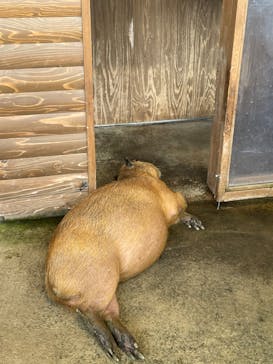 新江ノ島水族館に投稿された画像（2022/7/25）