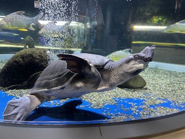 サケのふるさと 千歳水族館に投稿された画像（2022/7/25）