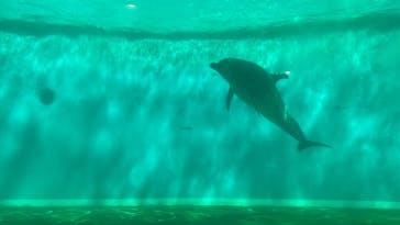 しながわ水族館に投稿された画像（2022/7/25）