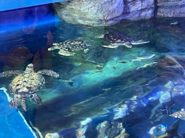 しながわ水族館に投稿された画像（2022/7/25）