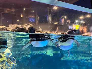 すみだ水族館に投稿された画像（2022/7/25）