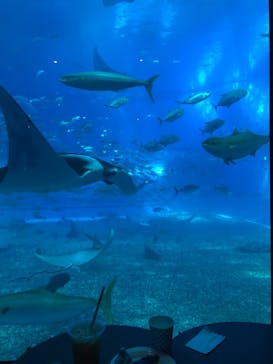 沖縄美ら海水族館に投稿された画像（2022/7/25）