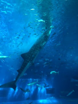 沖縄美ら海水族館に投稿された画像（2022/7/25）