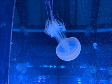 名古屋港水族館に投稿された画像（2022/7/25）