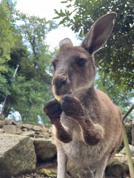伊豆シャボテン動物公園に投稿された画像（2022/7/25）