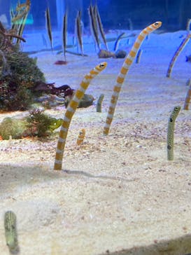 名古屋港水族館に投稿された画像（2022/7/26）