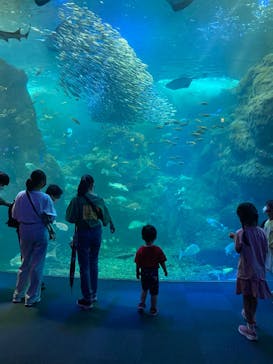 新江ノ島水族館に投稿された画像（2022/7/26）