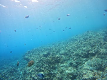 DIVING-SHOP SUNSに投稿された画像（2022/7/26）