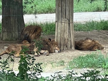 群馬サファリパークに投稿された画像（2022/7/26）