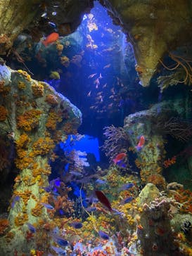 サンシャイン水族館に投稿された画像（2022/7/26）