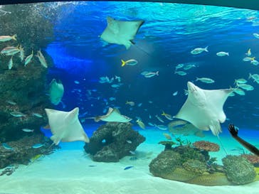 サンシャイン水族館に投稿された画像（2022/7/26）