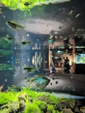 カワスイ 川崎⽔族館に投稿された画像（2022/7/26）