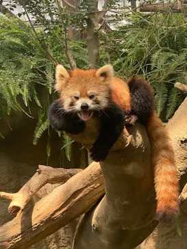 神戸どうぶつ王国に投稿された画像（2022/7/26）