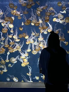 新江ノ島水族館に投稿された画像（2022/7/26）