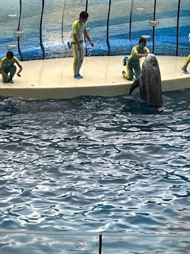 新江ノ島水族館に投稿された画像（2022/7/26）