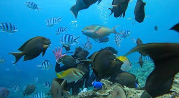 武藤潜水に投稿された画像（2022/7/26）